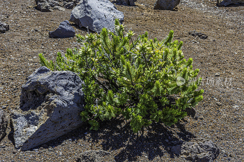 Dubautia menziesii, Mountain dlubautia，是菊科向日葵科的开花植物属，是夏威夷特有的植物。哈雷阿卡拉国家公园;夏威夷群岛;毛伊岛